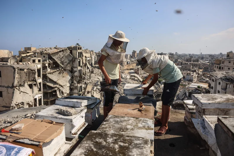 Gaza's rooftop beekeepers nurture hope amid war's destruction