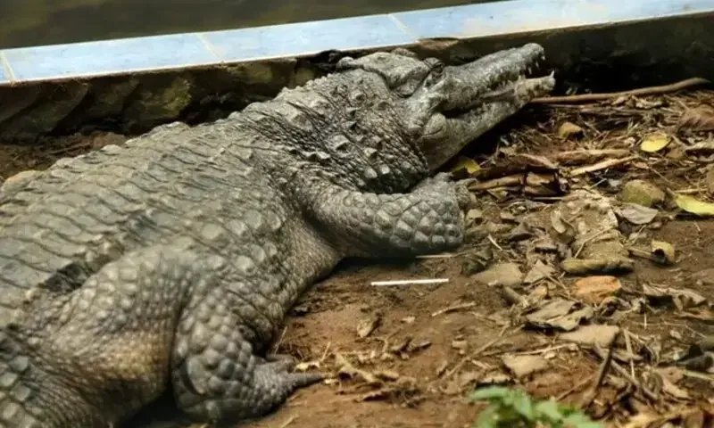 Crocodile rescued from flood-hit area in Ferozewala