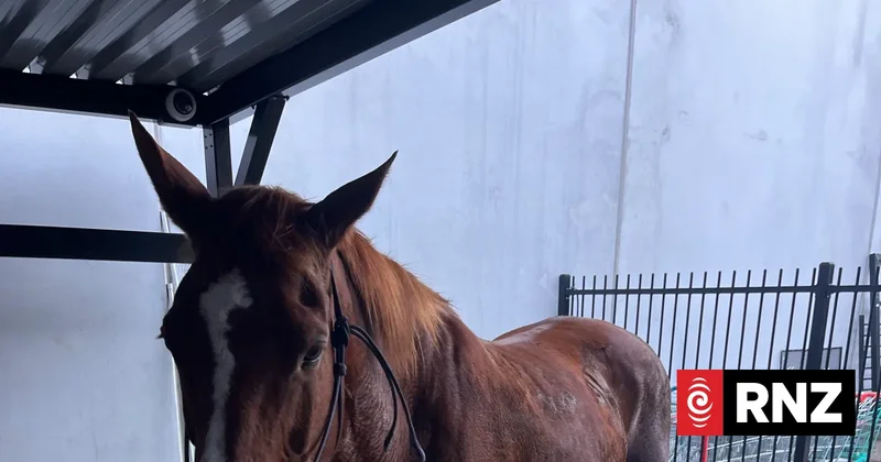 Police officer says riding horse to work 'ticked off bucket-list goal'