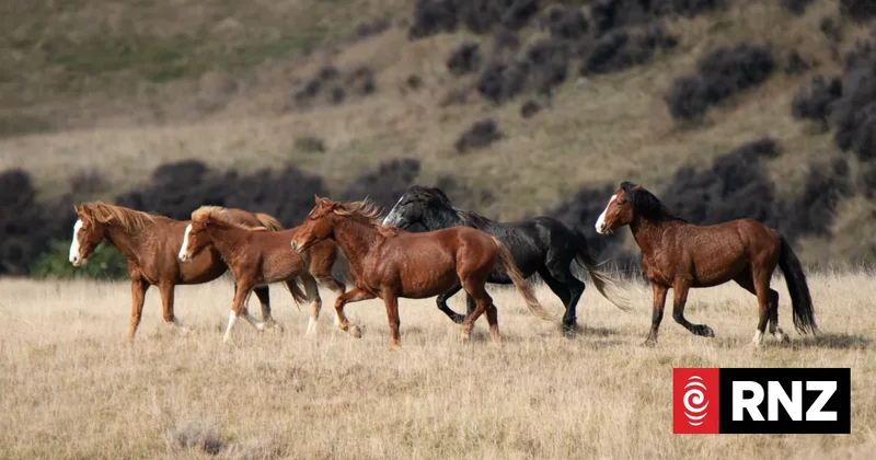 Charities raise money for Kaimanawa muster, save horses from culling