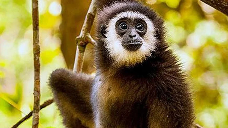 Probe at farm in Erode finds several exotic species without proper supporting documents