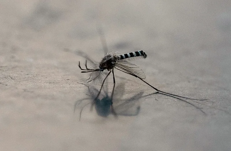 What to know about West Nile fever outbreak in Italy