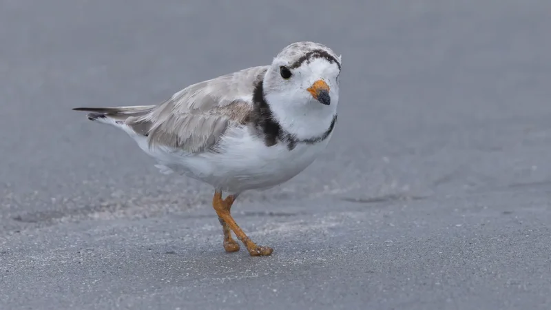 Piping plover beats the odds after losing feet in fishing line