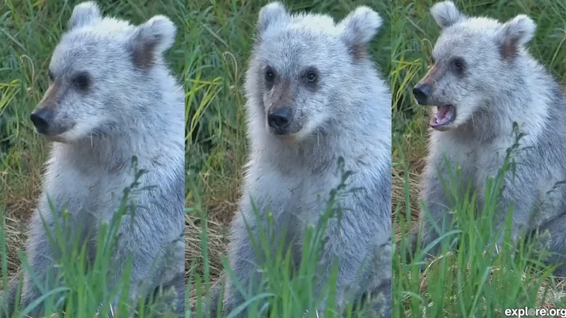 Silver cub spotted on Katmai Bear Cam