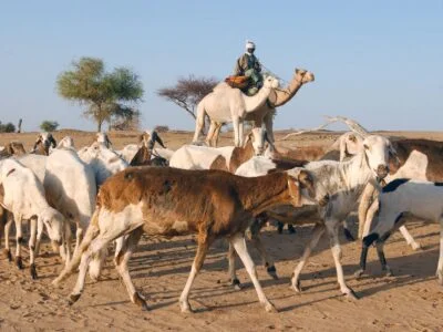 Chadian environmental activist Hindou Oumarou: ‘AI governance must respect Indigenous peoples’