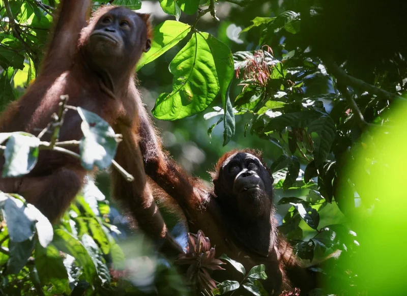 AI-generated wildlife images are endangering animals and people, experts warn