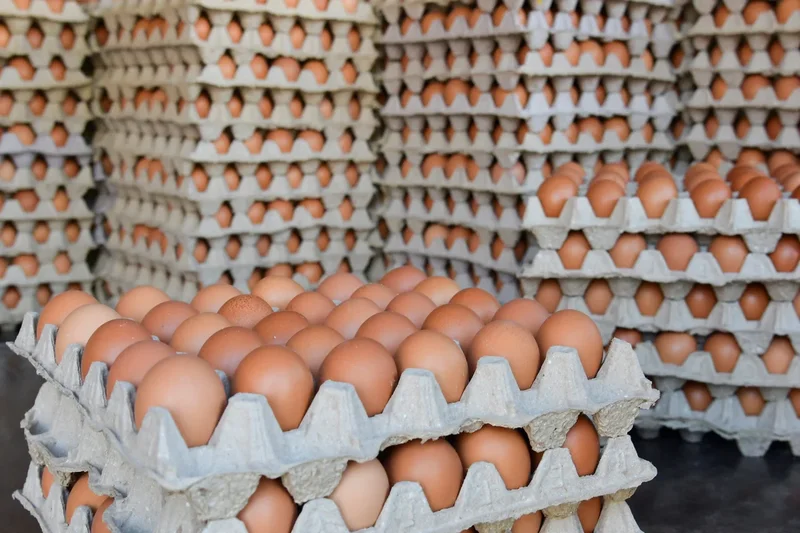 FDA upgrades recall of 19 million eggs to ‘most urgent’ and warns about fatal risk from salmonella outbreak