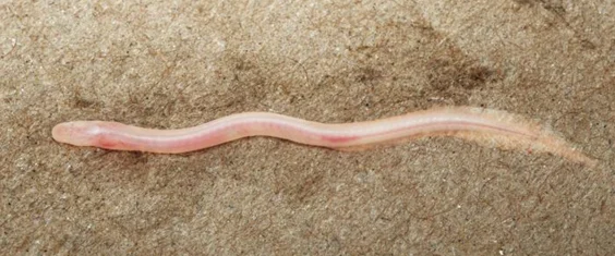 TikTok Discovered a Blind, Pale, Worm-Like Fish