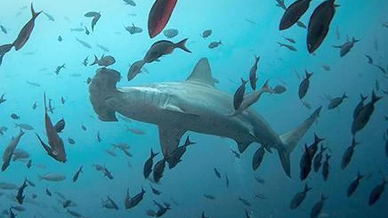 Scientists turn to sharks for better hurricane predictions