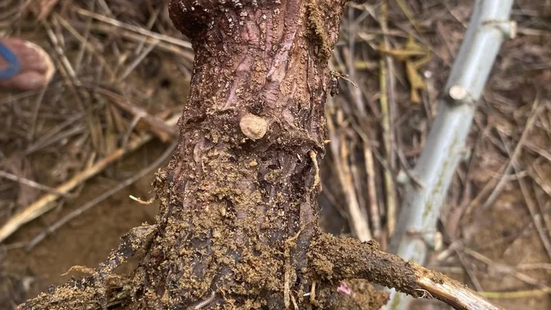 New study identifies mycobiome-based strategy to combat cassava stem and root rot disease