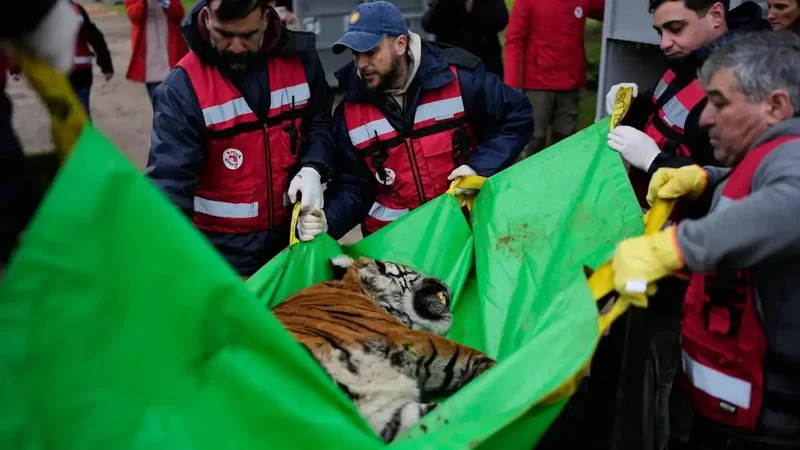 30 lions and tigers leave cramped Argentine zoo cages for sanctuaries