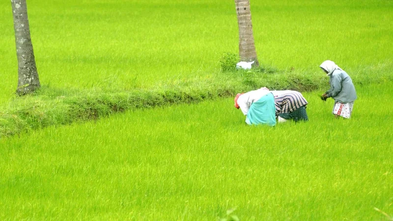 ‘Kathir’ clubs in Kerala schools to cultivate young farmers