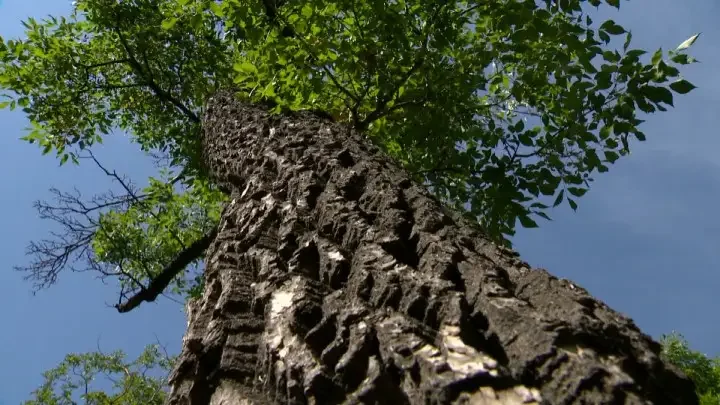 Dutch elm disease discovered in downtown Edmonton, Delwood-area trees