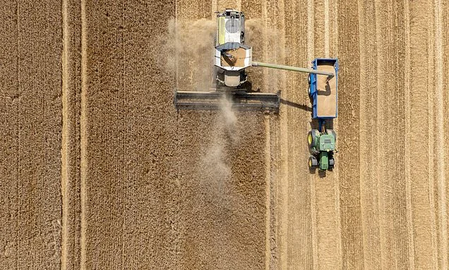 MINETTE BATTERS: What dustbowl Britain means for food supplies and the cost of your weekly shop