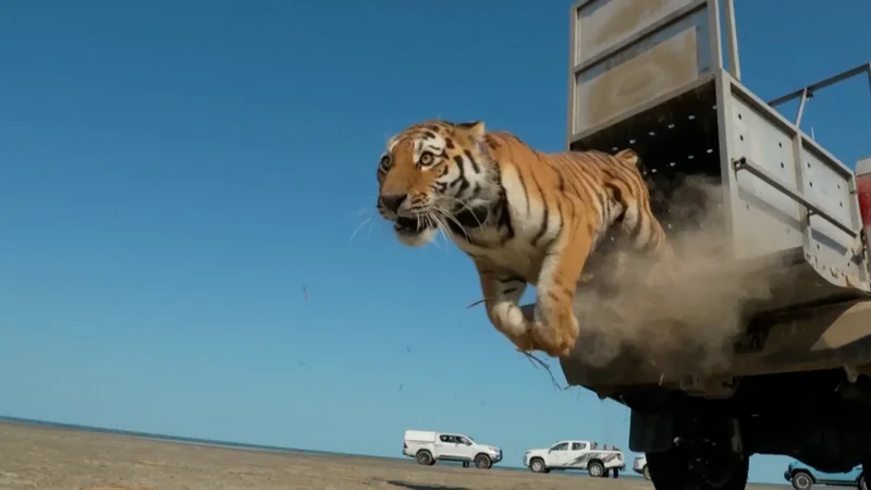 Kazakhstan releases first tiger to restore extinct species