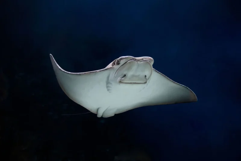 Rays Found in Polluted NYC Creek Might Be Sign of Environmental Hope