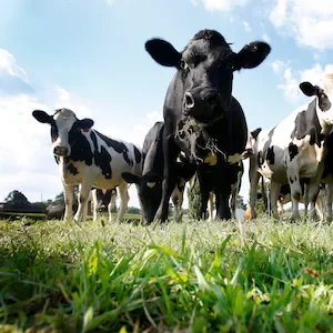 GDT: Dairy prices edge up 0.1% in latest auction