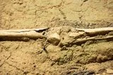 Submerged Leg Bones Suggest Denisovans May Have Stood Much Taller Than Other Hominins in Asia