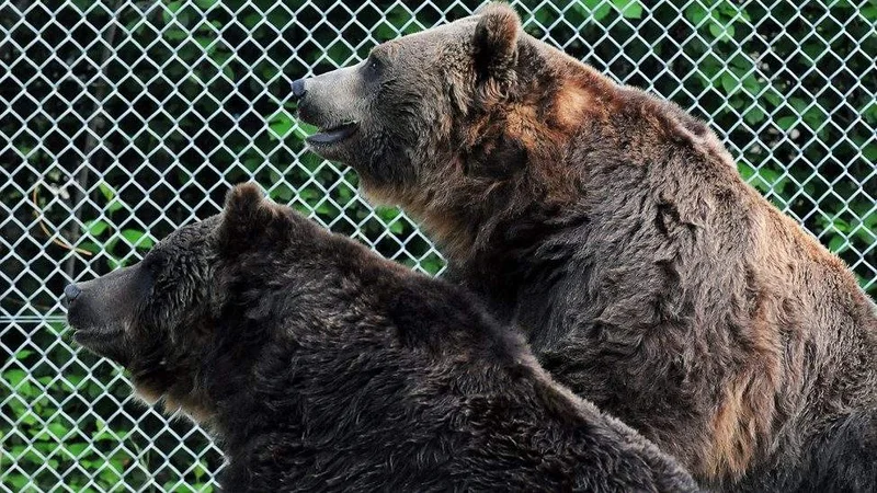 Saskatoon zoo’s beloved grizzly bear euthanized following a decline in health