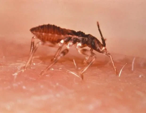 Scientists uncover tRNA changes driving Chagas parasite transformation