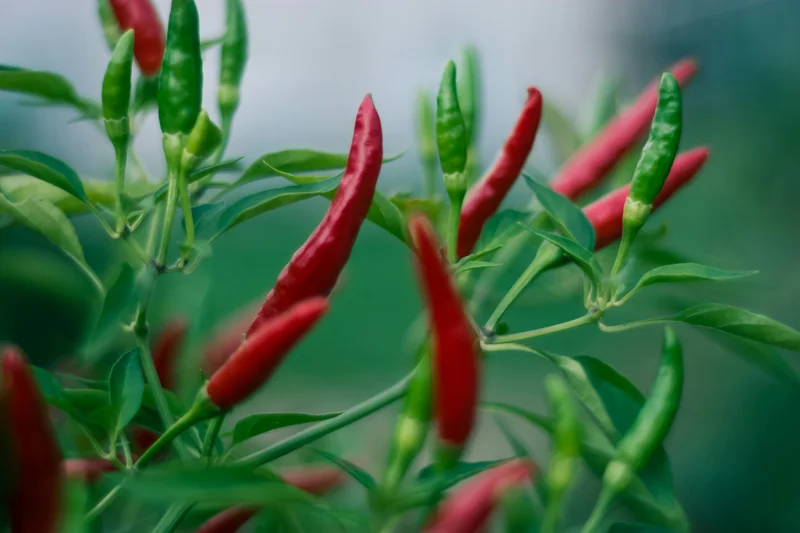 FOOD BABBLE: FIRE: Super-hot Mozambican peri-peri sauce and other fiery stuff