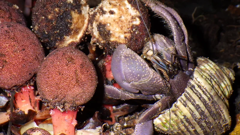 Hermit crab poop spreads a parasitic plant’s seeds