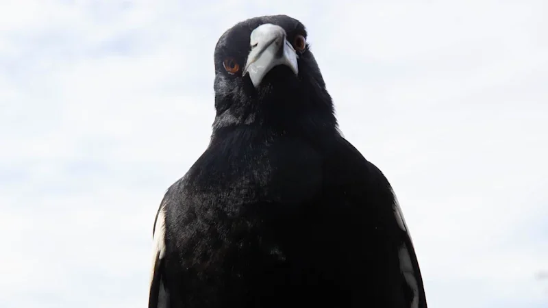 Which suburb has the most bird swooping attacks? Take the Brisbane Times Quiz
