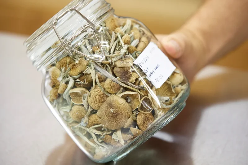 Magic mushrooms can ease depression resistant to other treatments, major study finds
