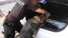 Spanish police arrest 78 people in bust of 'one of largest' smuggling networks