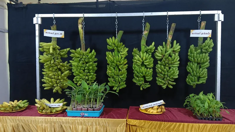 ICAR-NRCB releases two new varieties of banana