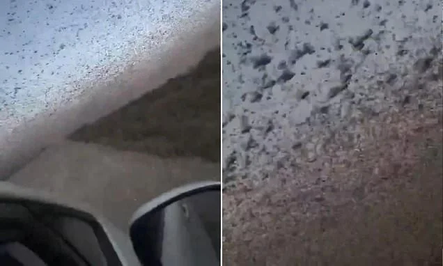 'Biblical' swarm of locusts sparks horror as they flood skies over Russia