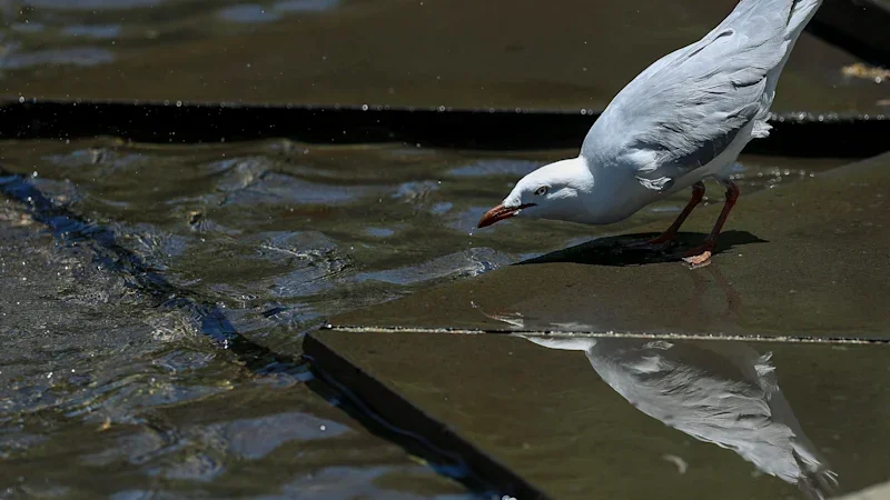 WA government prepared as bird flu cases rise nationwide