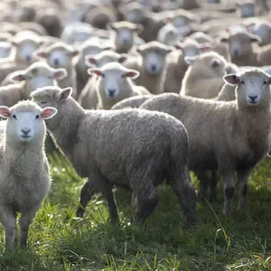 NZ sheep flock continues to shrink as beef cattle numbers rise - Beef + Lamb NZ survey
