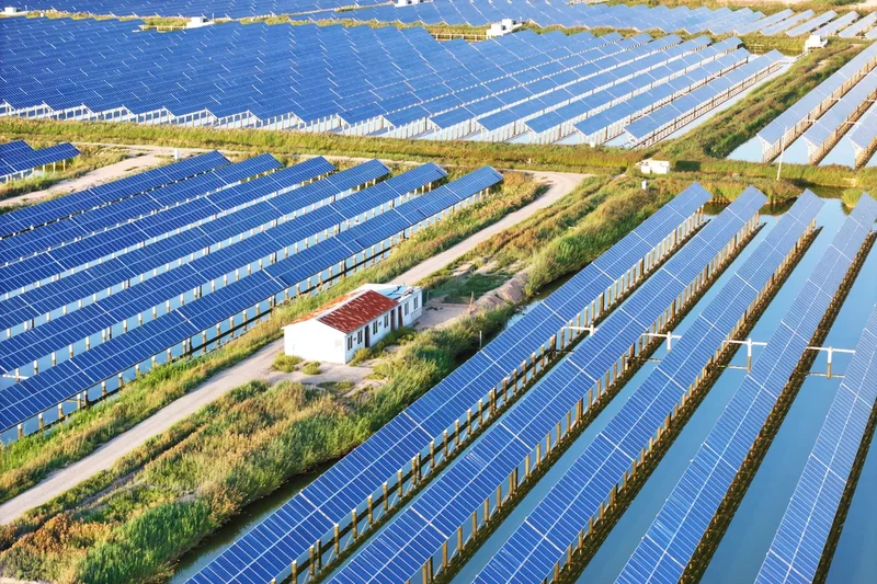Is China’s massive solar power expansion harming its birds?