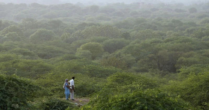 Green India Mission fell short by nearly 98% in increasing forest cover: CAG