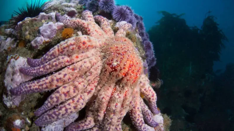 99% of California's sunflower sea stars vanished; a colony may offer hope