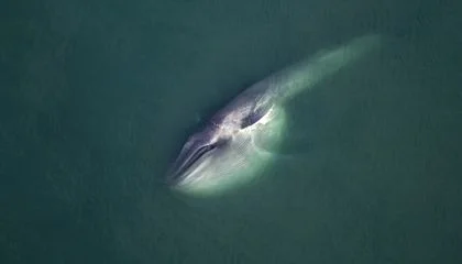 The Global Web of Subsea Cables That Connects the World Can Now Detect Whales—Even When They're Silent