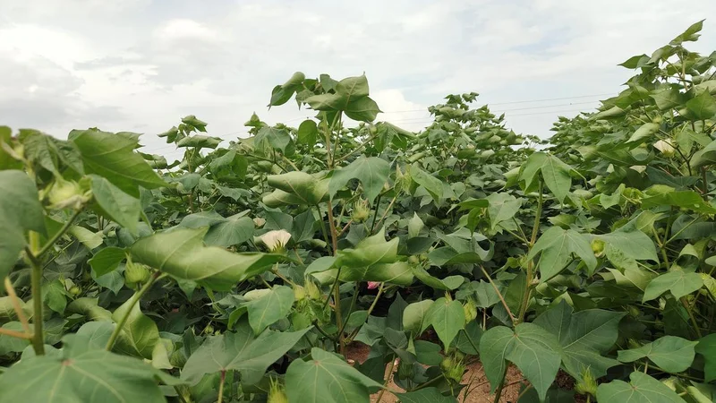 Favourable rainfall helps revive cotton crop in Yadgir after a prolonged dry spell