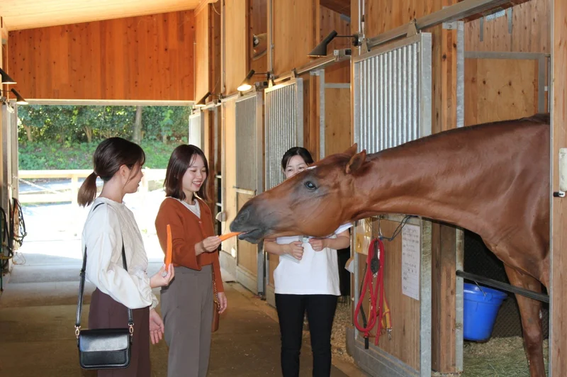 How Japan’s racehorses find second careers away from the track
