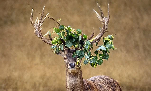 Oh deer! Stag gets leaves entangled in its antlers