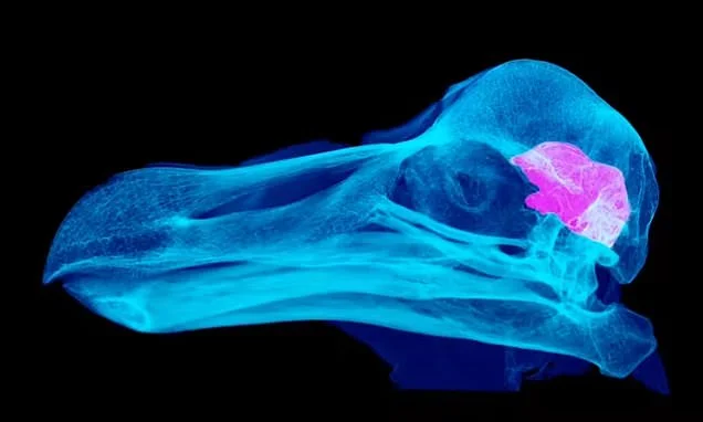 The dodo wasn't stupid after all! Scientists debunk one of history's biggest animal myths - revealing the extinct bird was just as smart as modern pigeons