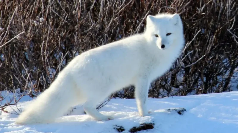 Fur traders brought Arctic foxes to Alaska; seabird losses reshaped islands