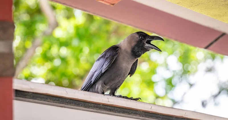 Singapore is culling ‘pest’ birds but their population keeps growing
