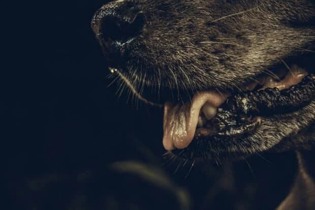Cebu PVO brings rabies vaccination to 986 barangays
