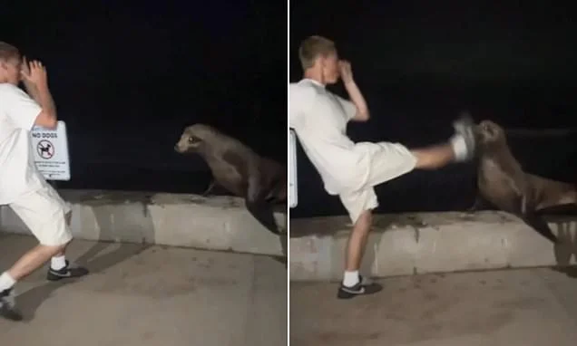 Vile rich kid, 18, set to swap ritzy enclave for PRISON after he admitted repeatedly kicking terrified sea lion that tried to get away from him