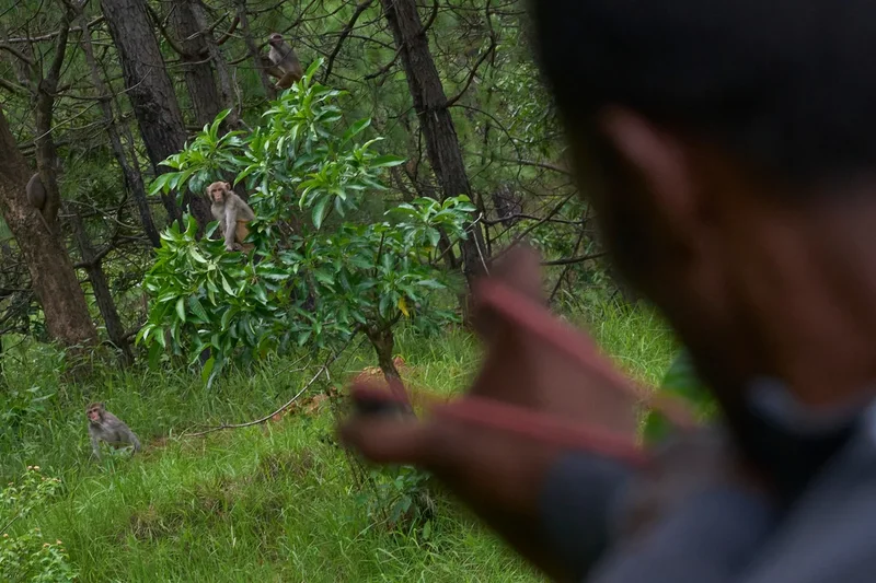 PHOTO ESSAY: Crop-raiding monkeys threaten Nepal's farming communities