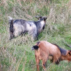 West Coast-Tasman Greens candidate vague on harvesting of pest animals
