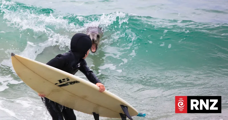 Why 'playful' sea lions are living their best lives in Dunedin