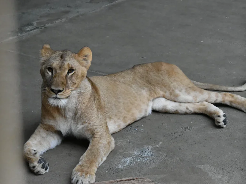 Three lionesses die in Tokyo zoo as heatwave scorches East Asia
