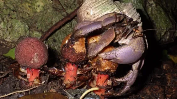 Freaky Little Plant Pollinated By Freaky Little Freaks